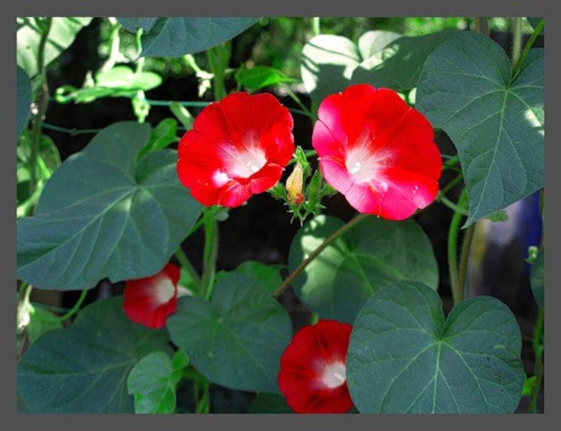 Flower Seeds MORNINGGLORY Red Etsy UK
