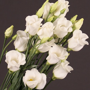 Fleur EUSTOMA FLORIDA SILVER F1 5 graines