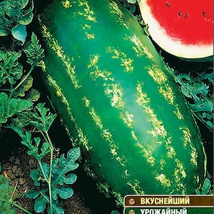 watermelon様へ 10 Winter White Watermelon Seeds-1163 - Etsy 日本