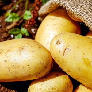 POTATO FARMER seeds