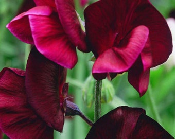 Semillas de flores GUISANTE DE OLOR BOZOLE