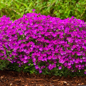 Flower Seeds OBRIETA PINK
