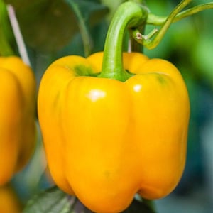 Sweet pepper seeds YELLOW MIRACLE