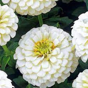 ZINYA WHITE Flower Seeds
