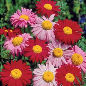 Blumensamen CHRYSANTHEMUM A GIANT MIXTURE