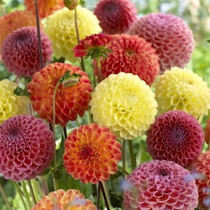 Semillas de flores DAHLIA POMPON MIX aproximadamente 30