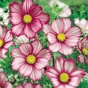 Flower Seeds COSMOS PICOTA MIX about 70 seeds