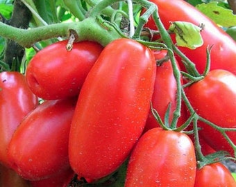 Semi di pomodoro TRIO SIBERIANO