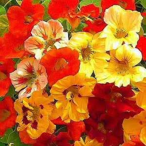 Flower seeds Nasturtium TERRY MIX about 15 seeds