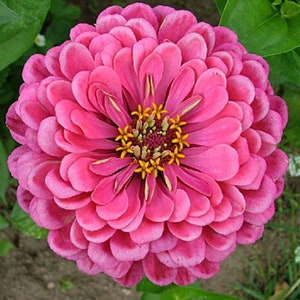 ZINYA PINK DREAM Flower Seeds