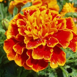 Marigold seeds giant bicolor