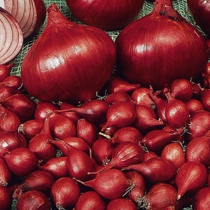 Onion seeds RED BARON about 100 seeds