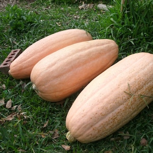 Pumpkin PINK BANANA about 10 seeds