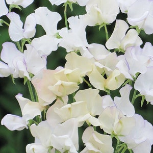 Flower seeds SWEET PEA WHITE