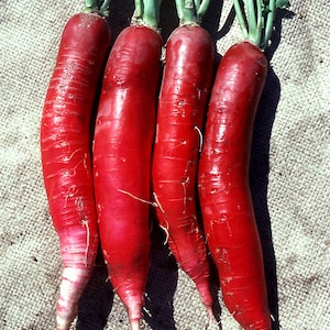 Semillas de rábano OSTERGRUS ROSE