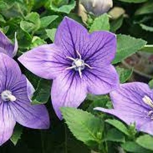 PLATICODON GRAINES DE FLEURS BLEUES