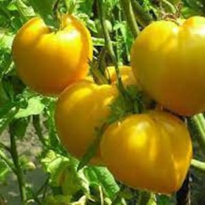 Semillas de tomate BULL HEART GOLD