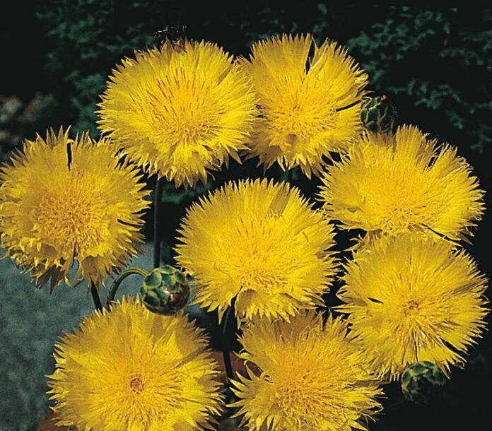 Flower Cornflower YELLOW QUEEN About 75seeds Etsy Australia