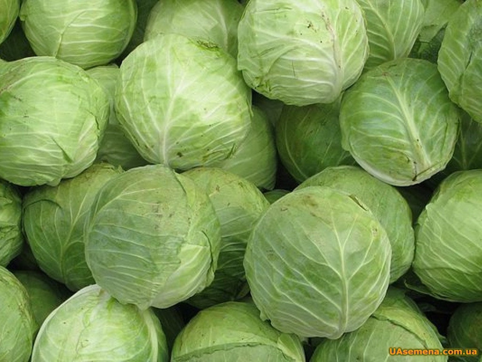 Cabbage Seeds UKRAINIAN AUTUMN About 100 Seeds Etsy