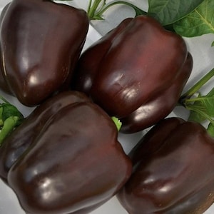 Pepper seeds CHOCOLATE