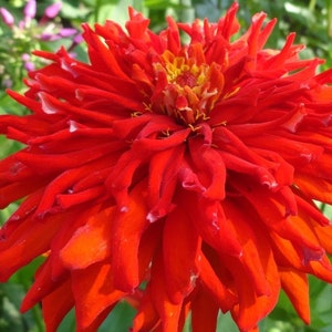 Flower zinnia elegans GOD OF FIRE about 45 seeds