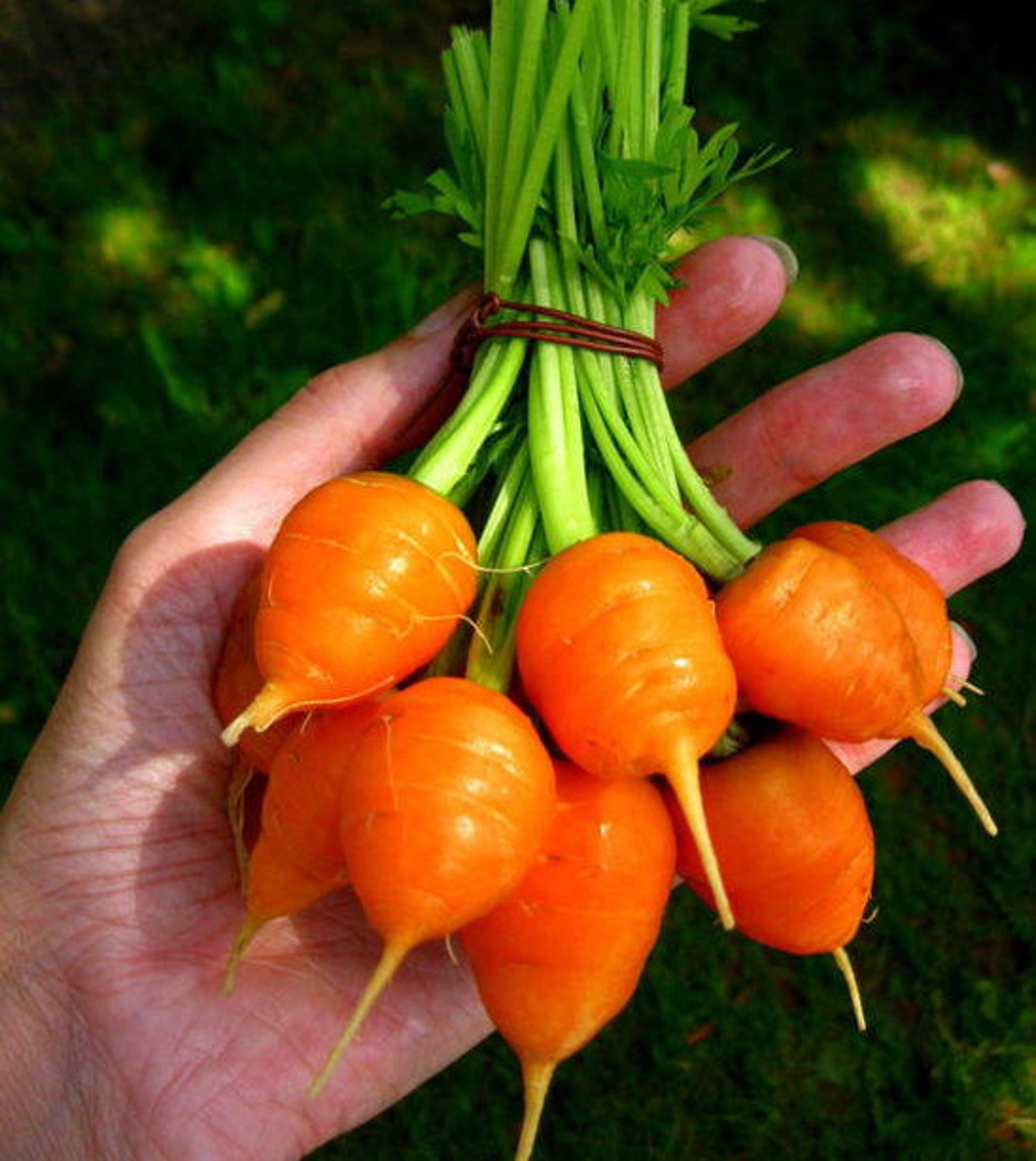 Семена Моркови Полярная Клюква Красноярск Купить