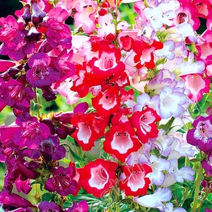 Flower seeds PENSTEMON HYBRIDUS about 25 seeds