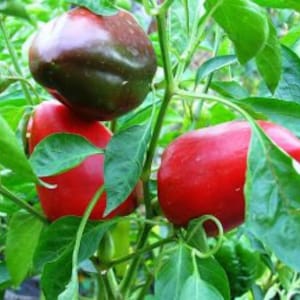 Sweet pepper VERONICA seeds