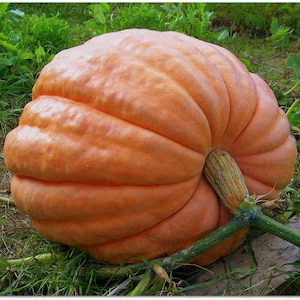 Pumpkin TITAN 7 seeds