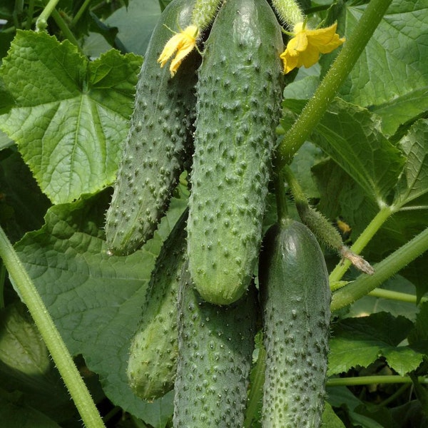 Cucumber seeds KURAZH