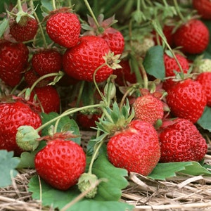 Semi di fragola RENAISSANCE circa 100 semi