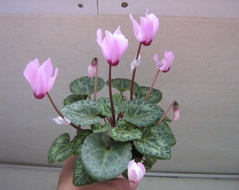 Semillas de flores ciclamen terry ROMERO F1 5 semillas