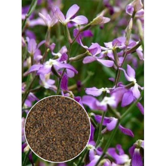 Flower Seeds MATIOLA - Etsy Sweden