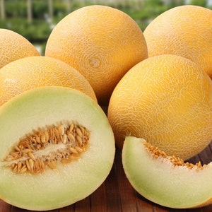 Melon seeds BEREGINA