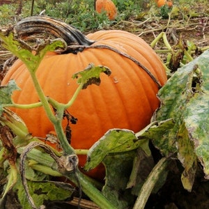 Pumpkin seeds HUNDRED-POUND