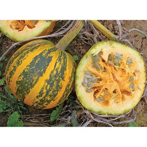 Pumpkin PUMPKIN with NAKED seeds