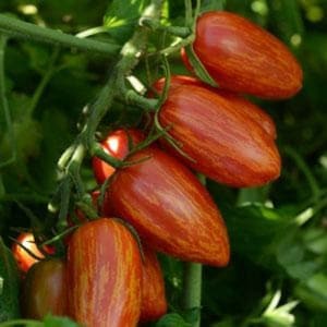 Semillas de tomate SWEET KASADI alrededor de 20 semillas