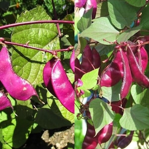 Puede incluir: Judías verdes moradas creciendo en una vid con hojas verdes. Las judías son largas y delgadas, de un color morado intenso.
