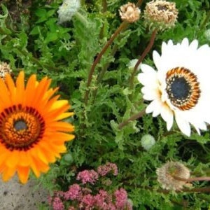 Flower seeds VENIDIUM LUSH
