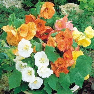 Bloemzaden ABUTILONE MIX