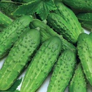 Cucumber seeds TOM THUMB F1