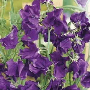 Flower seeds SWEET PEA DANNY