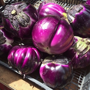 Auberginensamen MIRACLE PURPLE ca. 100 Samen