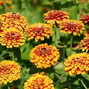 Flower Seeds OLD MEXICO