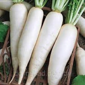 Rettichsamen FANG des ELEFANTEN