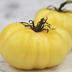 Semillas de tomate JAZON