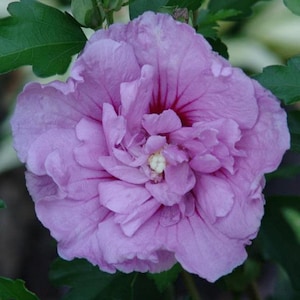 Flower hibiscus CHIFFON BOUQUET  5 seeds