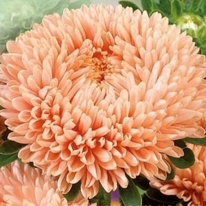 Aster seeds APRICOT LOCK