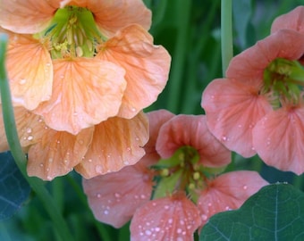 Flower seeds Nasturtium BABBIE about 15 seeds