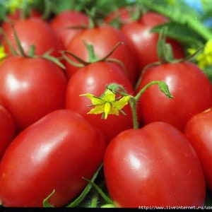 Tomatensamen KOBZAR TARASENKO